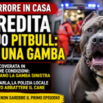 Ischia, donna aggredita dal pitbull: perde una gamba