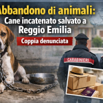 Cane abbandonato incatenato sul pianerottolo a Reggio Emilia salvato dai carabinieri