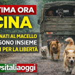 Sette cani fuggono da un camion in Cina e corrono insieme per 17 km per tornare a casa