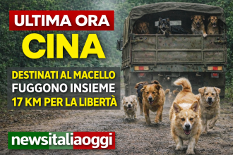 Sette cani fuggono da un camion in Cina e corrono insieme per 17 km per tornare a casa