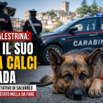 Cane pastore tedesco ucciso a calci a Palestrina con carabinieri sul posto