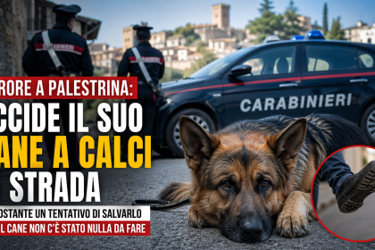 Cane pastore tedesco ucciso a calci a Palestrina con carabinieri sul posto