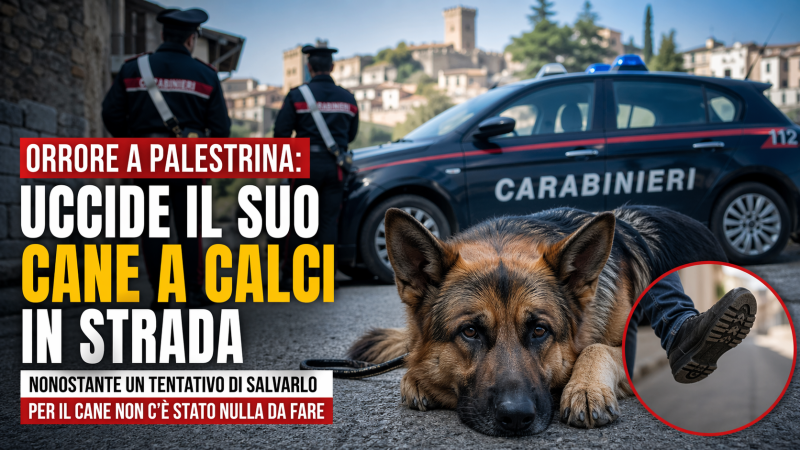 Cane pastore tedesco ucciso a calci a Palestrina con carabinieri sul posto