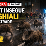 Robot umanoide insegue cinghiali in strada in Polonia durante video virale