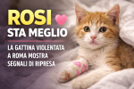 Gattina Rosi in miglioramento dopo le violenze a Roma ricoverata in clinica veterinaria