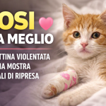 Gattina Rosi in miglioramento dopo le violenze a Roma ricoverata in clinica veterinaria
