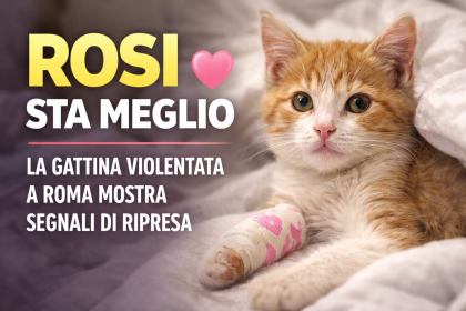 Gattina Rosi in miglioramento dopo le violenze a Roma ricoverata in clinica veterinaria
