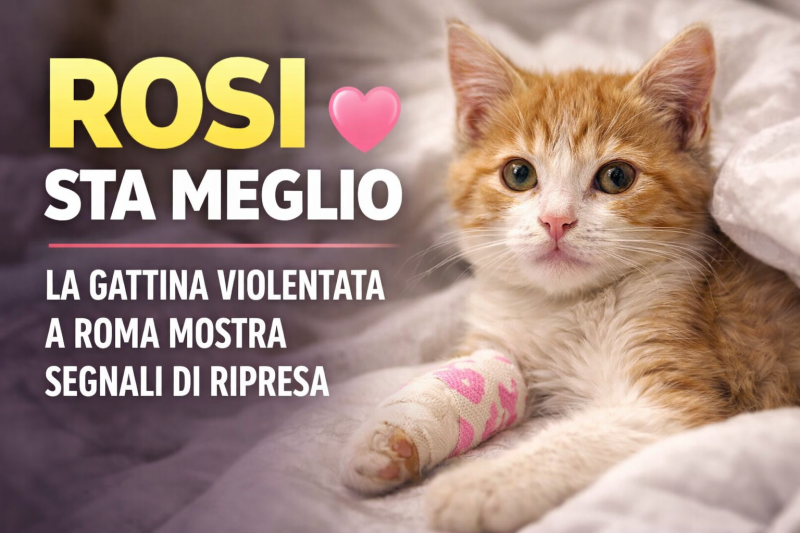 Gattina Rosi in miglioramento dopo le violenze a Roma ricoverata in clinica veterinaria