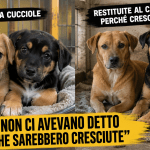 Le cagnoline Sole e Luna sedute insieme in un rifugio dopo essere state restituite al canile