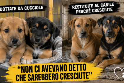 Le cagnoline Sole e Luna sedute insieme in un rifugio dopo essere state restituite al canile