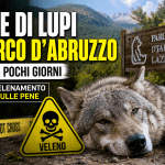 Lupo morto nel Parco d’Abruzzo durante la strage causata da avvelenamento