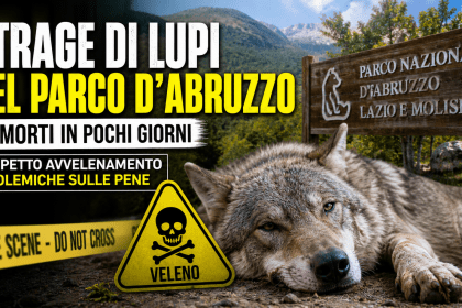 Lupo morto nel Parco d’Abruzzo durante la strage causata da avvelenamento