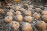 Scoperta di oltre 100 uova di dinosauro in Francia durante uno scavo paleontologico