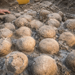 Scoperta di oltre 100 uova di dinosauro in Francia durante uno scavo paleontologico